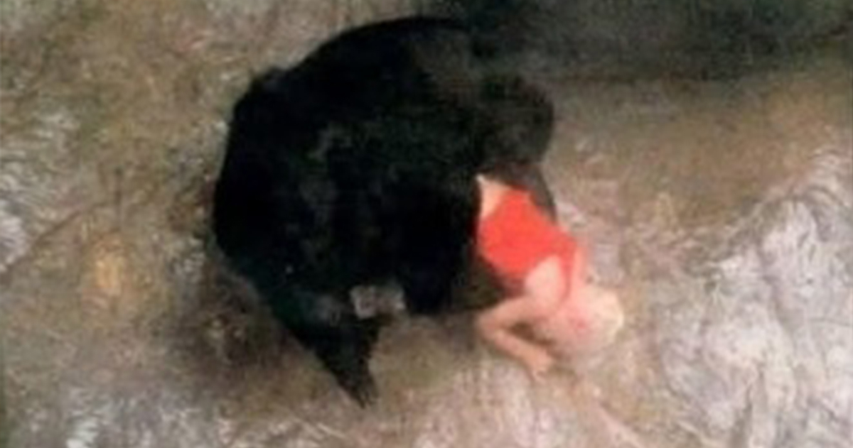 The story of Binti Jua: The gorilla who stunned the world