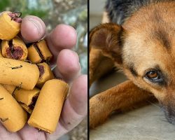 Fishhooks hidden in dog treats endanger pets and wildlife on popular trail