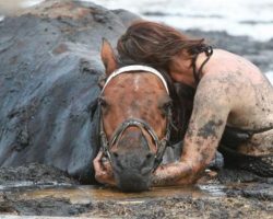 Woman holds trapped horse for hours – then a farmer shows what a real guardian angel looks like