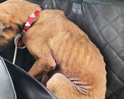 Dog saved 48 hours before Euthanasia has a heartwarming transformation