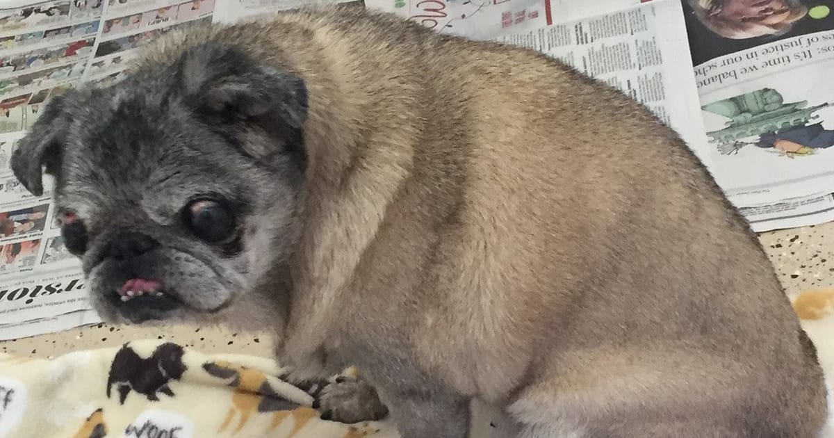 Abandoned pug left in a box gets a second chance — then breaks hearts one last time