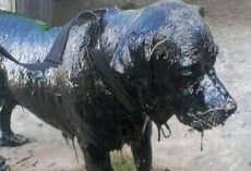 Dog was completely covered in tar — now his transformation is stunning everyone
