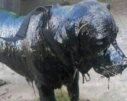 Dog was completely covered in tar — now his transformation is stunning everyone
