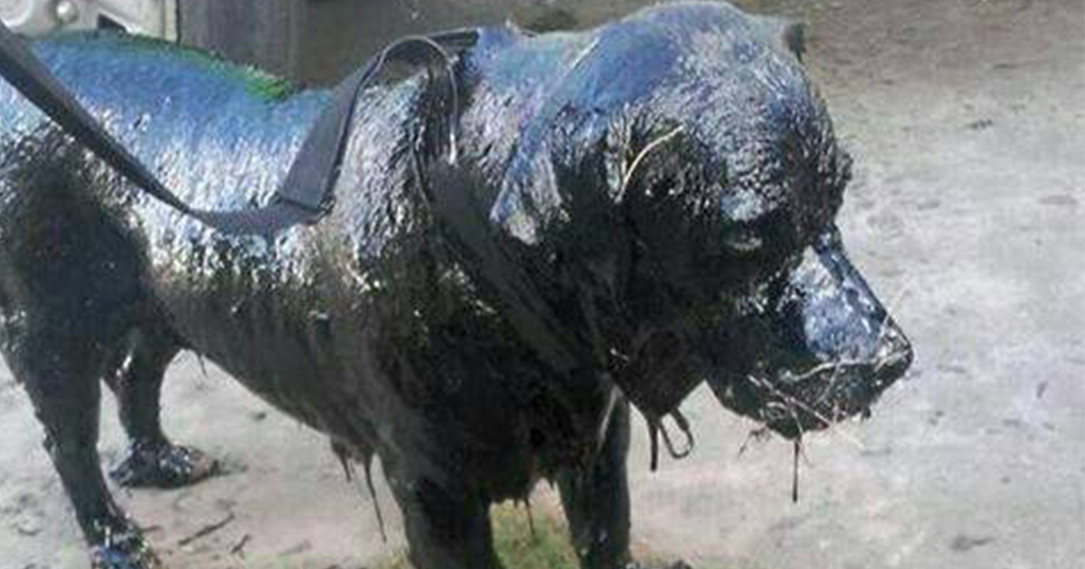 Dog was completely covered in tar — now his transformation is stunning everyone