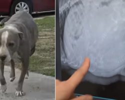 Pregnant pit bull mama staggers up to rescuers