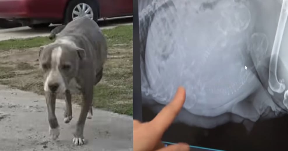 Pregnant pit bull mama staggers up to rescuers