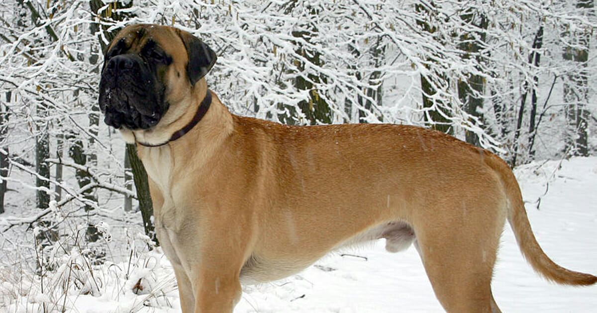 Dog walks 125 miles with ‘tears in her eyes’ to find owner who abandoned her