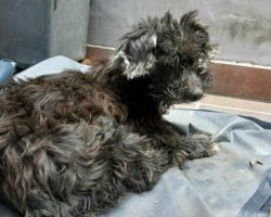Heartless owners abandon dog — and glue her eyes shut so she can’t find her way home