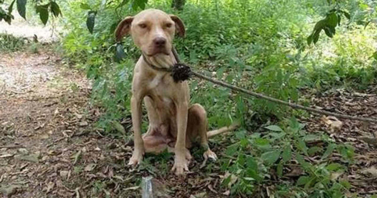 Tied to a tree, left to die: yet the pit bull never stopped protecting its precious secret