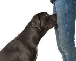 If your dog is sniffing your genital area, here is what it means