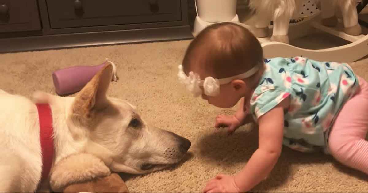 Baby showers her dog with kisses on the nose – nobody could predict his response