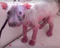 From stray to spoiled: Reba’s Heartwarming Journey