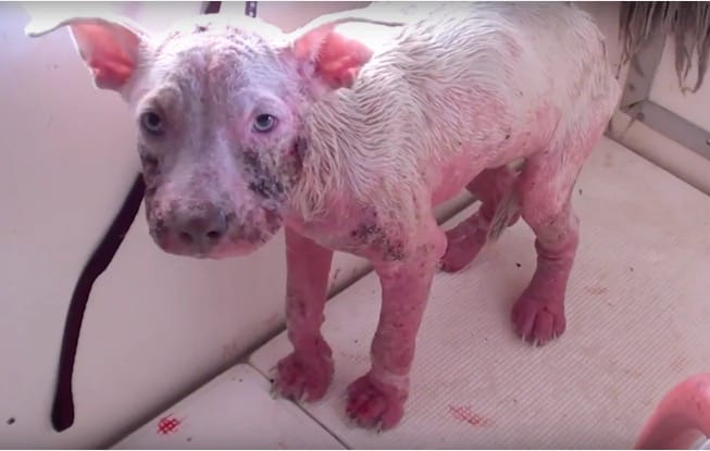 From stray to spoiled: Reba’s Heartwarming Journey