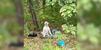 Puppy Abandoned in the Woods With His Belongings Waits Patiently for Rescue