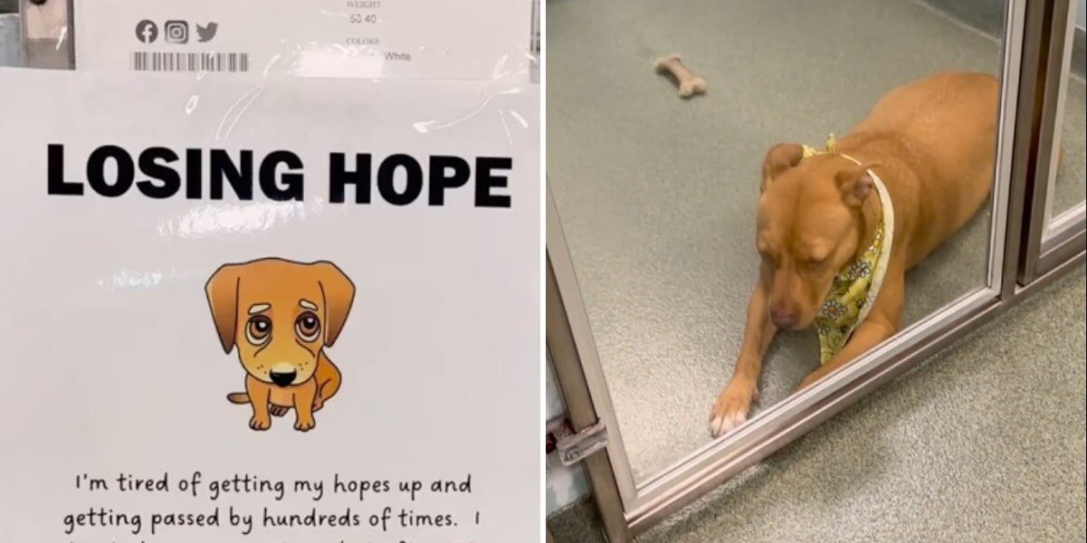 Shelter Dog Was Losing Hope After 130 Days — Until One Simple Sign Changed Everything