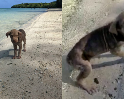 Terrified Puppy Found on Beach Blossoms Into the Sweetest, Most Confident Companion