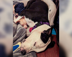 “Unlikely Best Friends”: Shelter Dogs Cling to Each Other—Then Something Beautiful Happens