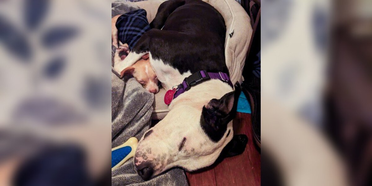 "Unlikely Best Friends": Shelter Dogs Cling to Each Other—Then Something Beautiful Happens