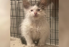 This Foster Kitten Always Looks Like She Just Rolled Out of Bed—And Everyone Loves Her for It