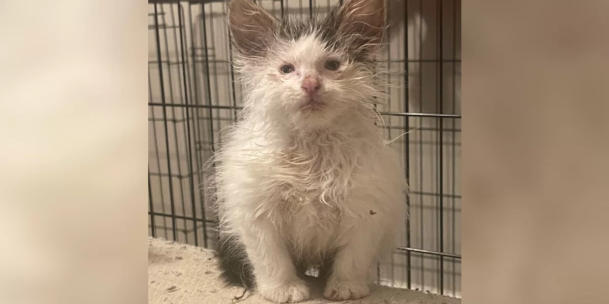 This Foster Kitten Always Looks Like She Just Rolled Out of Bed—And Everyone Loves Her for It