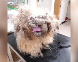 Dog Mistaken for a Pile of Rags Undergoes Stunning Transformation