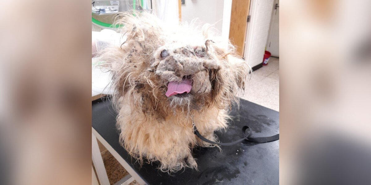 Dog Mistaken for a Pile of Rags Undergoes Stunning Transformation