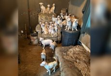 Rescuers Race to Save 50 Pets From a Mobile Home — Then Make a Shocking Discovery