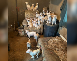 Rescuers Race to Save 50 Pets From a Mobile Home — Then Make a Shocking Discovery