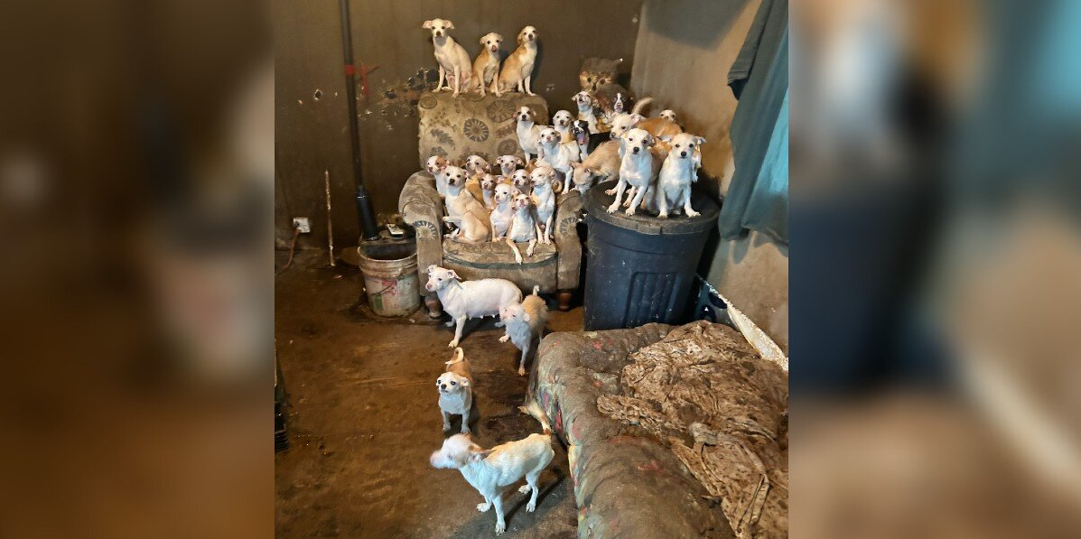 Rescuers Race to Save 50 Pets From a Mobile Home — Then Make a Shocking Discovery