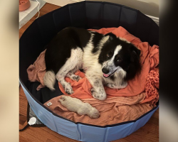 No One Knew This Dog Was Pregnant — Until She Gave Birth to a Giant Surprise