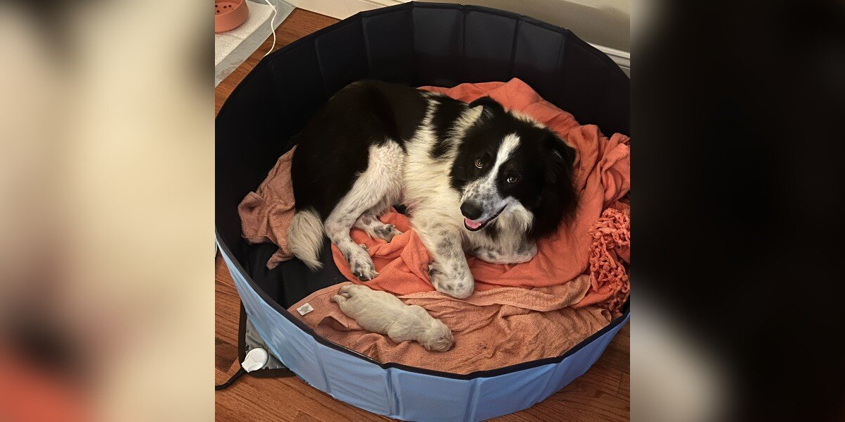 No One Knew This Dog Was Pregnant — Until She Gave Birth to a Giant Surprise