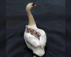 Devoted Swan Dad Steps Up To Raise His Babies Alone After Tragic Loss