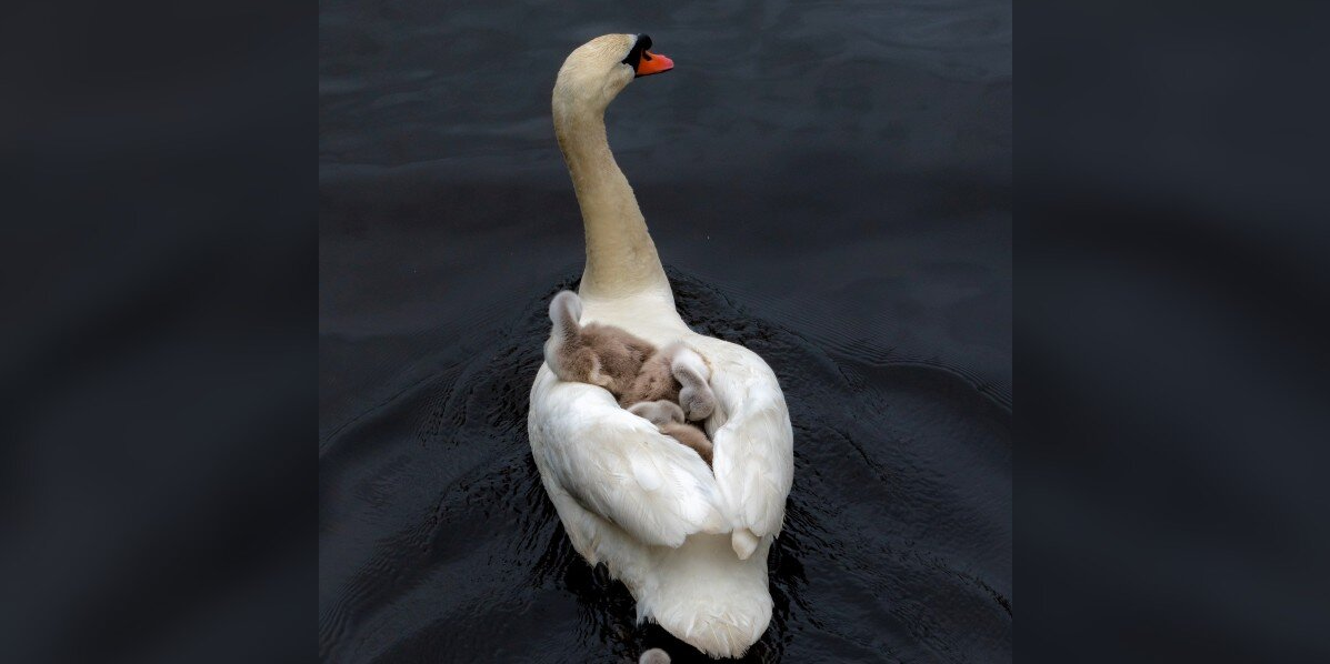 Devoted Swan Dad Steps Up To Raise His Babies Alone After Tragic Loss