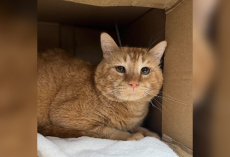 Heartbroken Shelter Cat Waited Months for a Family — Until One Post Changed Everything