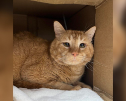 Heartbroken Shelter Cat Waited Months for a Family — Until One Post Changed Everything