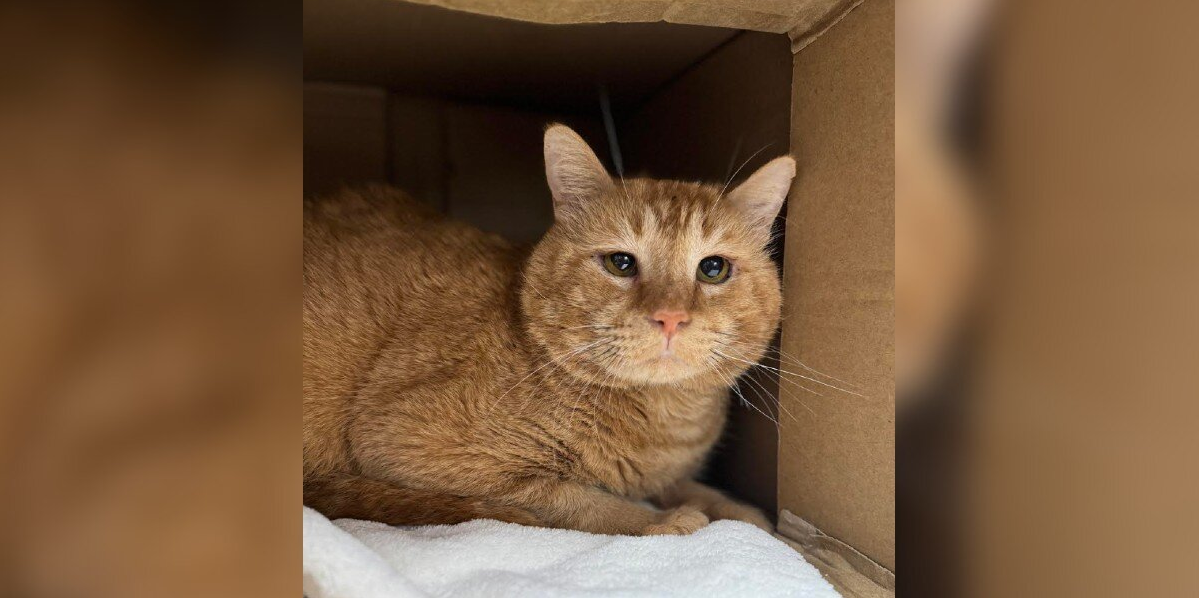 Heartbroken Shelter Cat Waited Months for a Family — Until One Post Changed Everything