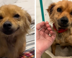 Rescued Dog With a Permanent Grin Can’t Stop Smiling at Everyone She Meets