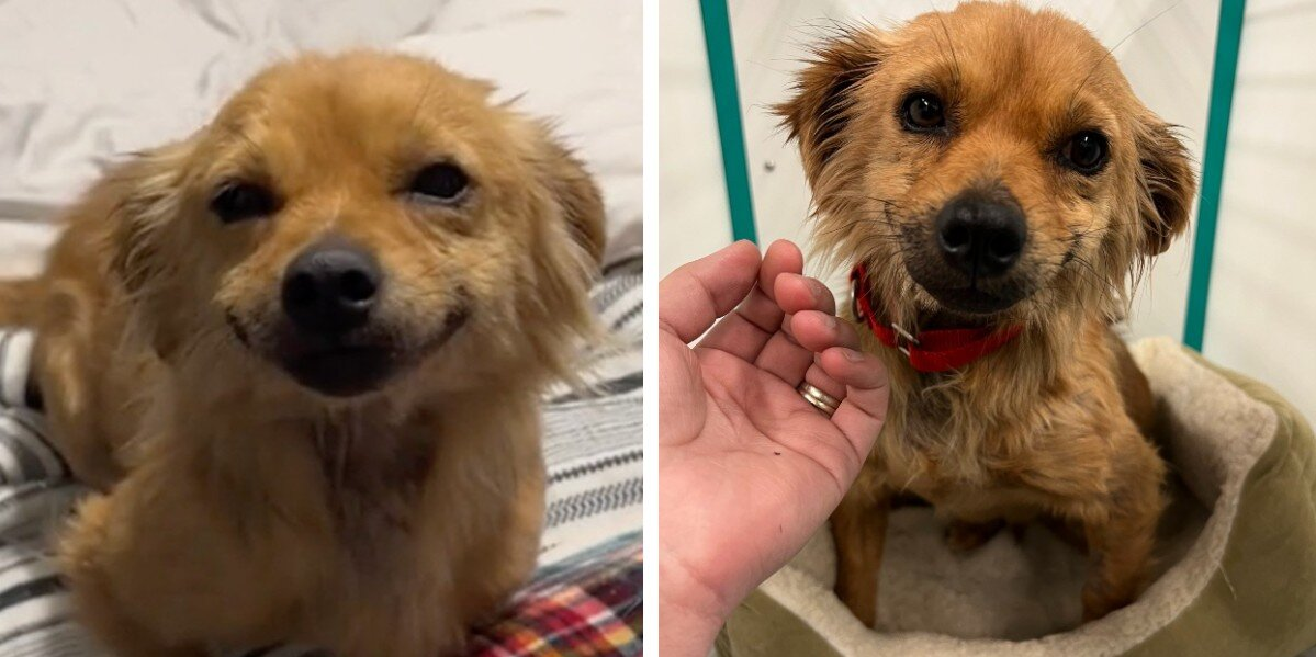 Rescued Dog With a Permanent Grin Can’t Stop Smiling at Everyone She Meets