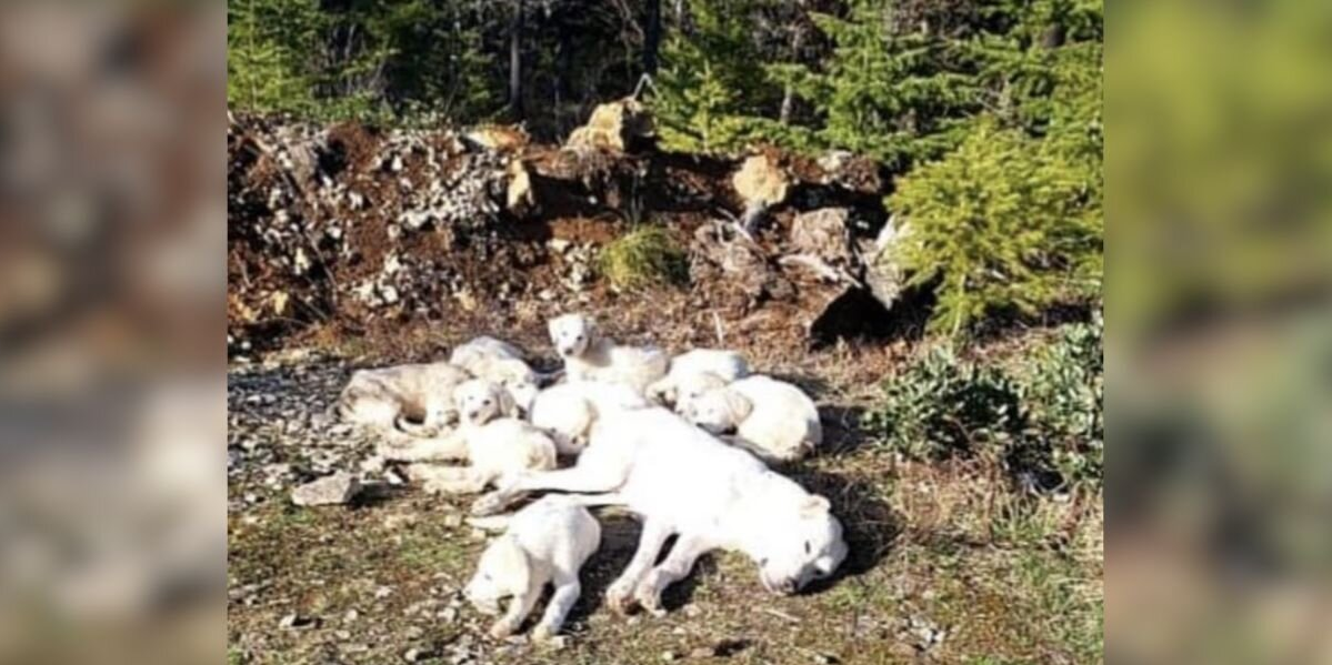 She Was Found Tied to a Tree in the Woods With Her Puppies — Then A Hero Showed Up