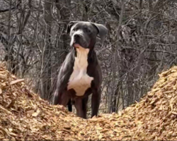 Dog Left Behind on Hiking Trail Waited 5 Days for a Family That Never Came Back