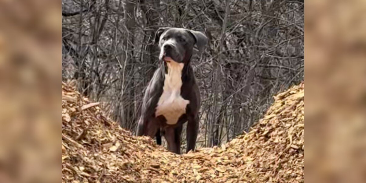 Dog Left Behind on Hiking Trail Waited 5 Days for a Family That Never Came Back