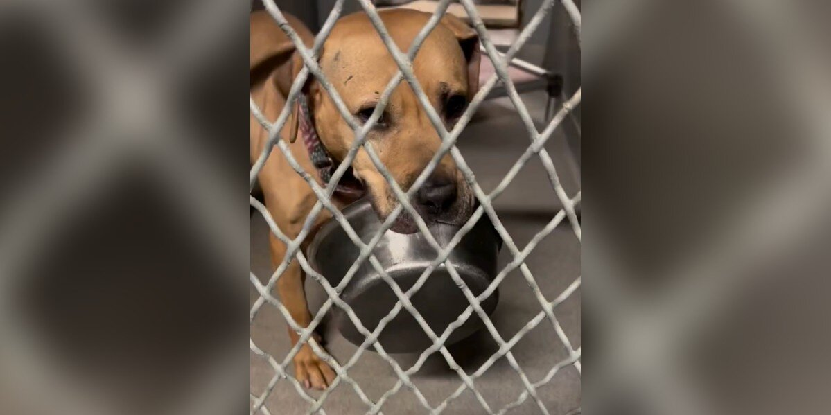 Shelter Dog Who's Waited Over 1,800 Days Finds Comfort in His “Emotional Support Bowl”