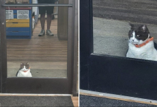 Chubby Local Cat Steals Hearts (and Donuts) as First Customer at Bakery Every Morning