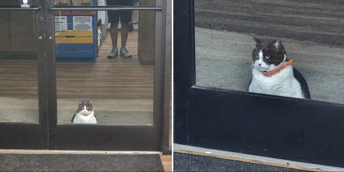 Chubby Local Cat Steals Hearts (and Donuts) as First Customer at Bakery Every Morning
