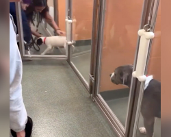 Shelter Dog Watches Sadly As Puppies Get Chosen Over Her — Until Everything Changes