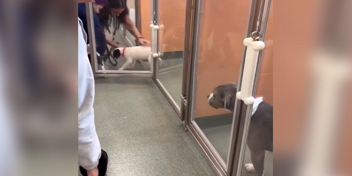 Shelter Dog Watches Sadly As Puppies Get Chosen Over Her — Until Everything Changes