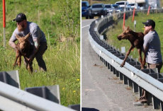 Exhausted Baby Moose Gets a Lift From Kind Stranger After Getting Stuck at Guardrail