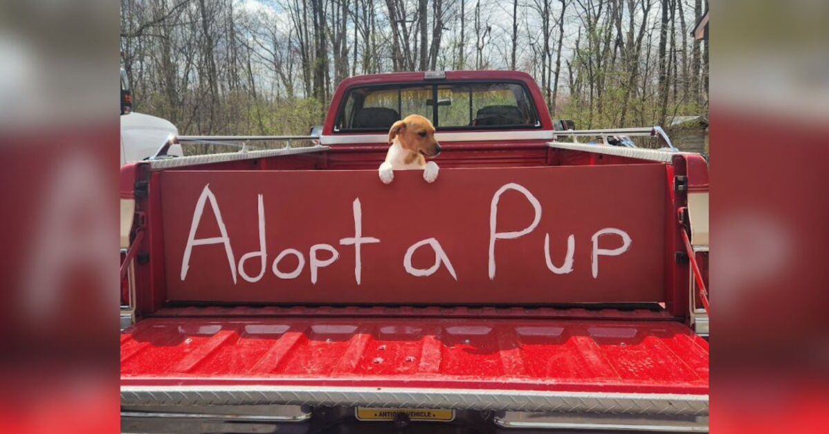 One Puppy Was Left Behind — But Her Rescuers Refuse to Give Up on Her