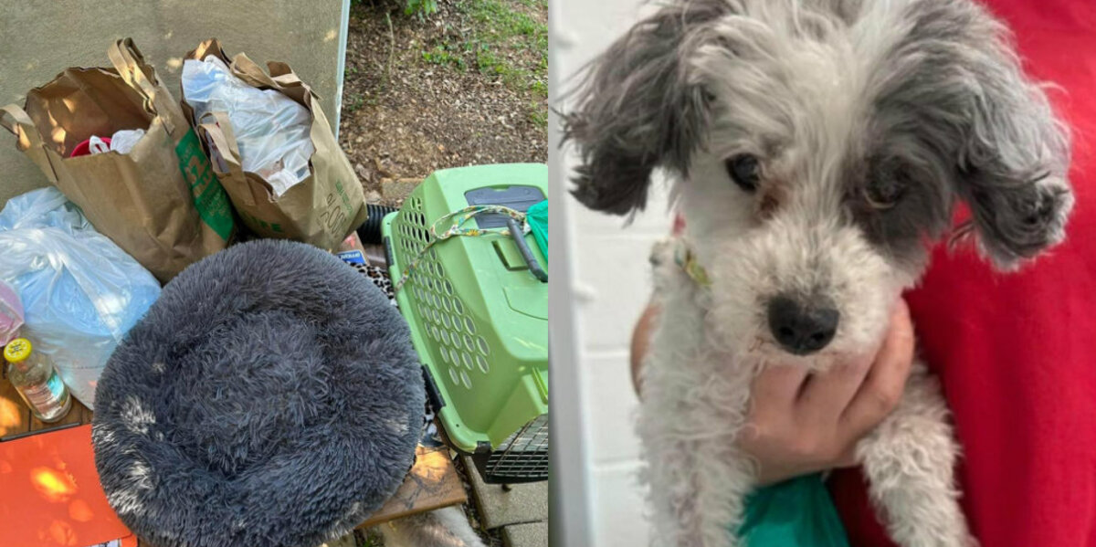 Senior Dog Left at Shelter With Her Belongings and a Request to Be Euthanized — But Rescuers Had Other Plans