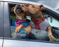 Dog Who Spent Nearly a Year in Shelter Can’t Contain Her Joy as She Finally Goes Home